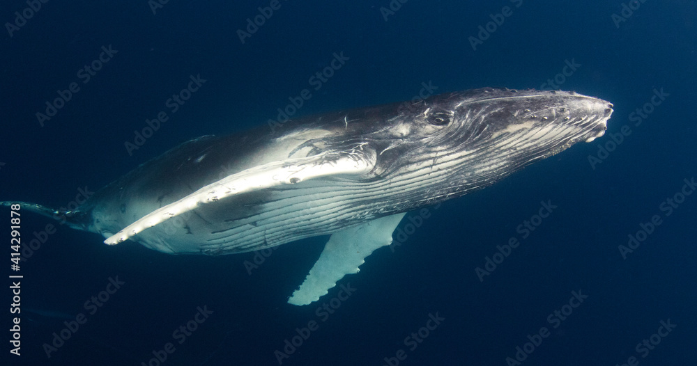 Fototapeta premium humpback calf 