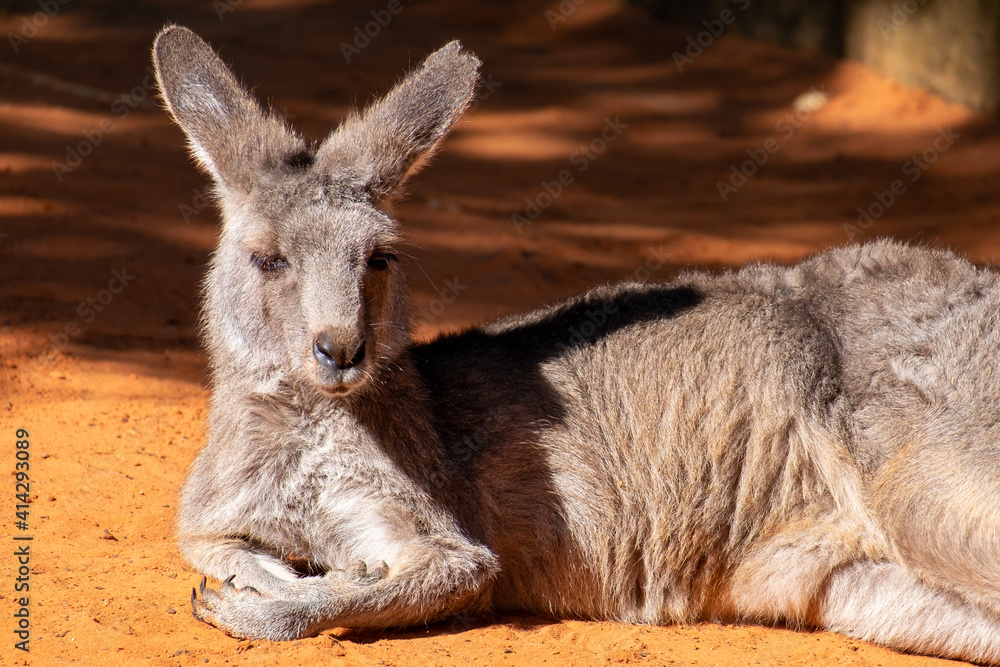 An Australian kangaroo lays on red sand. The wild animal has long tan and brown colour fur, large pointy ears, long snout, dark eyes, and a thick middle body. There are two paws in front of its head. An Australian kangaroo lays on red sand. The wild animal has long tan and brown colour fur, large pointy ears, long snout, dark eyes, and a thick middle body. There are two paws in front of its head.