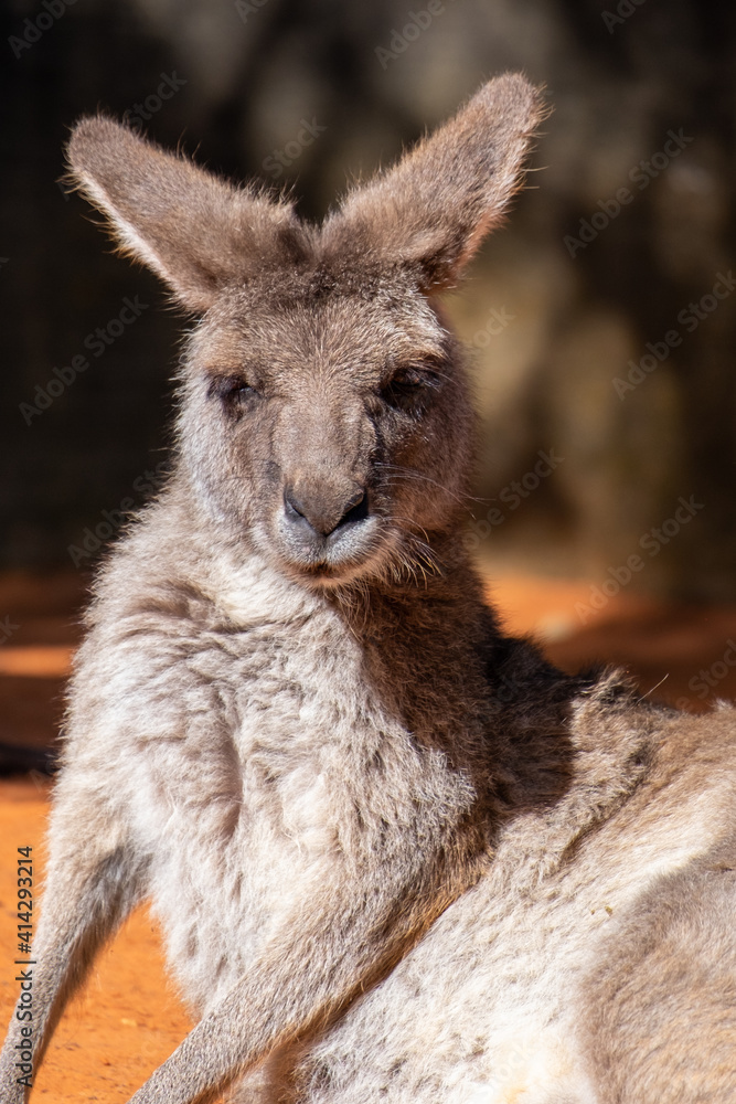 An Australian kangaroo lays on red sand. The wild animal has long tan and brown colour fur, large pointy ears, long snout, dark eyes, and a thick middle body.  There are two paws in front of its head.