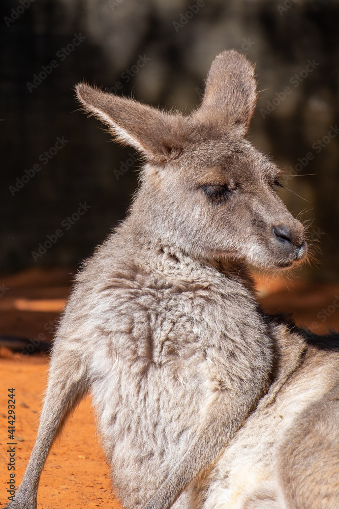 An Australian kangaroo lays on red sand. The wild animal has long tan and brown colour fur, large pointy ears, long snout, dark eyes, and a thick middle body. There are two paws in front of its head. An Australian kangaroo lays on red sand. The wild animal has long tan and brown colour fur, large pointy ears, long snout, dark eyes, and a thick middle body. There are two paws in front of its head.