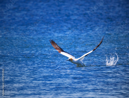 Gannet Take Off #3