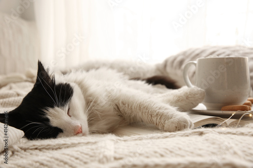 Adorable cat lying on blanket with open book near cup of hot drink and cookies