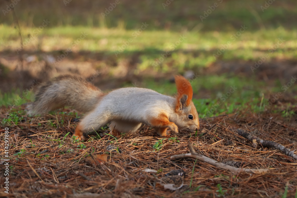 Cute red squirrel on ground in forest Cute red squirrel on ground in forest