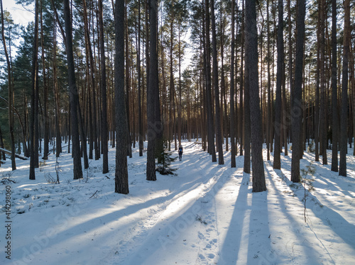 Pristine forest in Tuchola National park in central Poland during winter sunny day with snow © Peter Polic