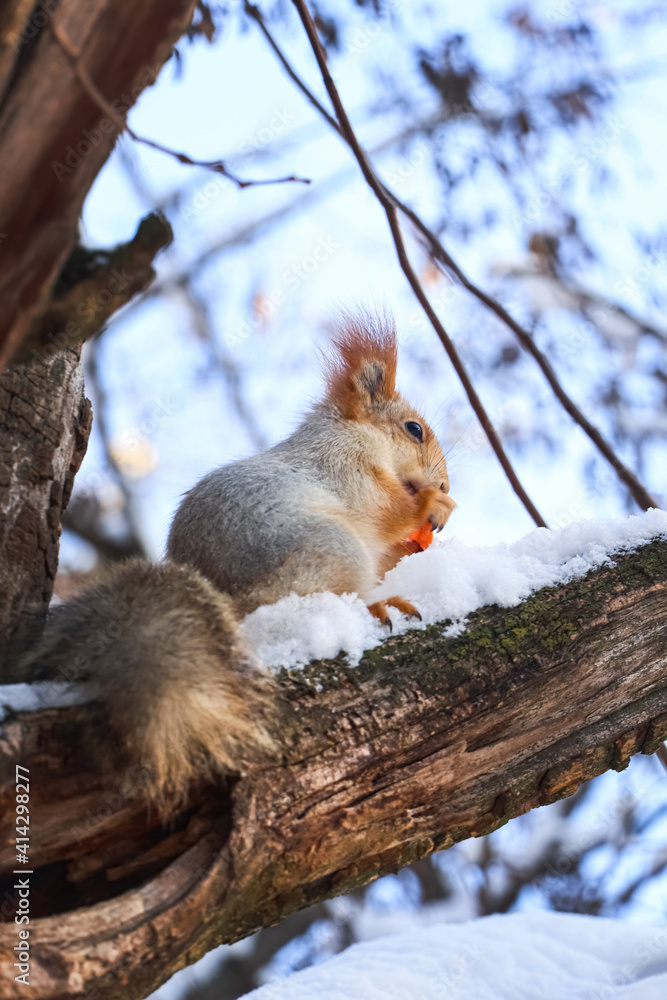 Cute squirrel eating on acacia tree in winter forest Cute squirrel eating on acacia tree in winter forest
