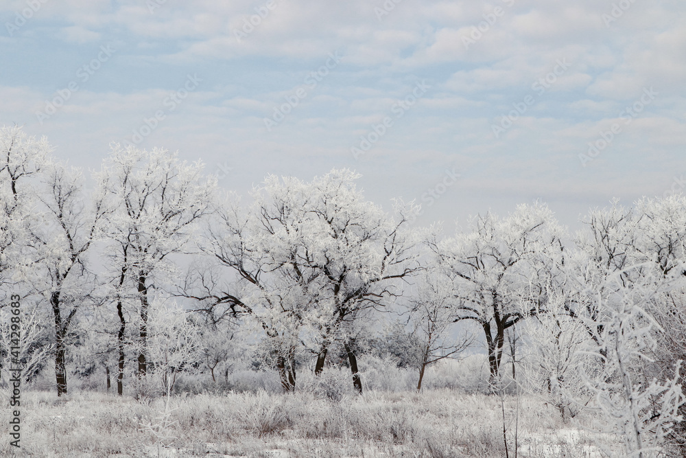 Plants covered with hoarfrost outdoors on winter morning Plants covered with hoarfrost outdoors on winter morning