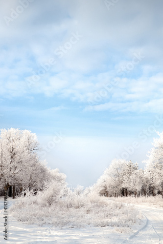 Wallpaper Mural Plants covered with hoarfrost outdoors on winter morning Torontodigital.ca