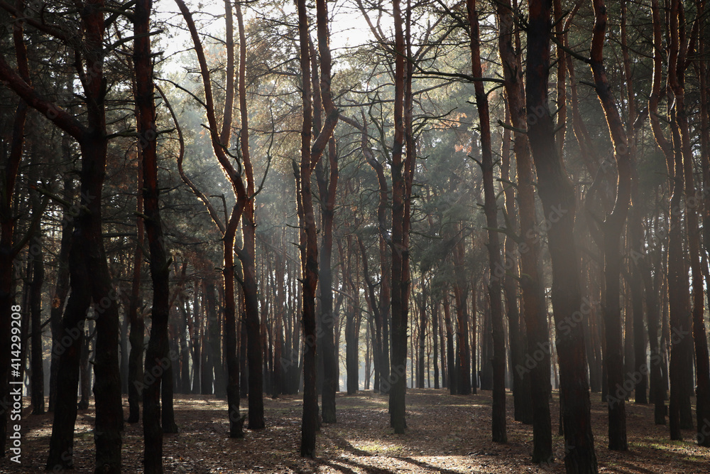 Obraz premium Picturesque view of beautiful forest on sunny day