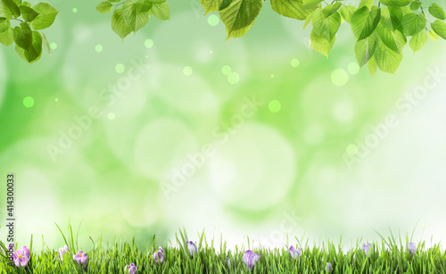Fresh green grass and flowers on blurred background, space for text. Spring season