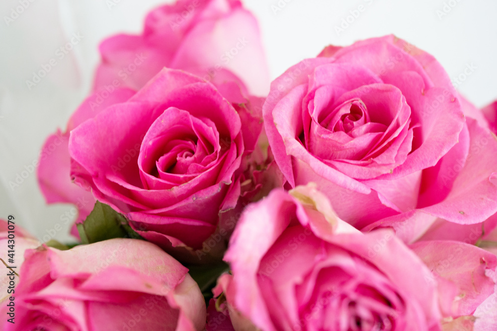 ピンクの薔薇 ピンクの薔薇