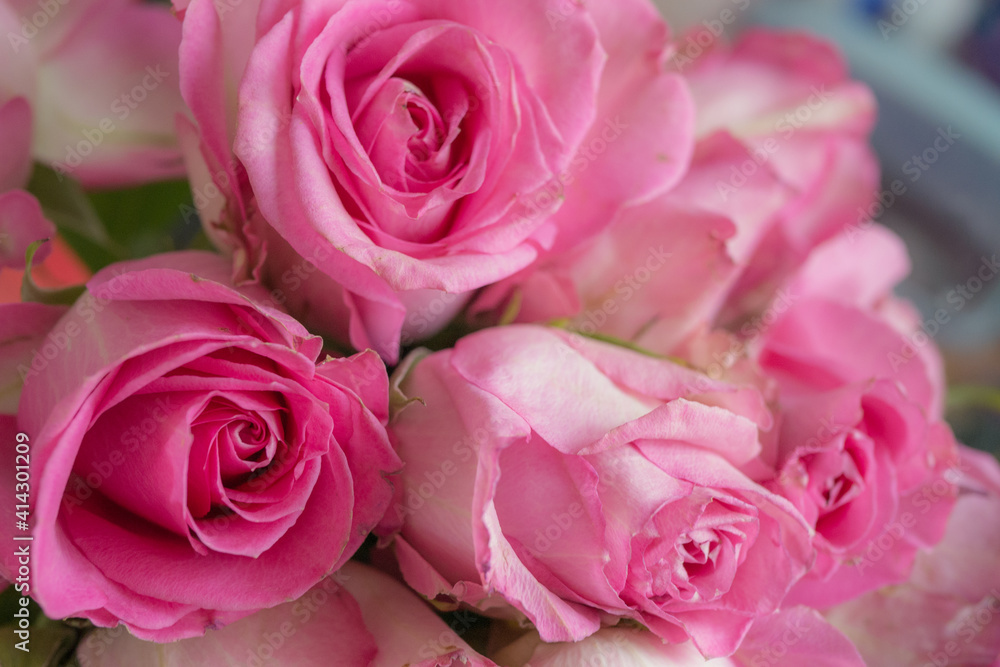 ピンクの薔薇 ピンクの薔薇
