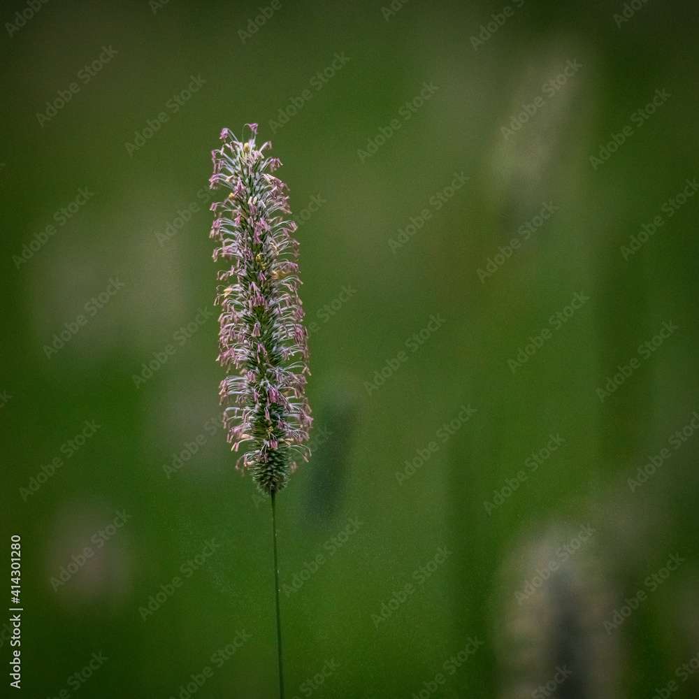 Timothy Grass with Copy Space to Right Timothy Grass with Copy Space to Right