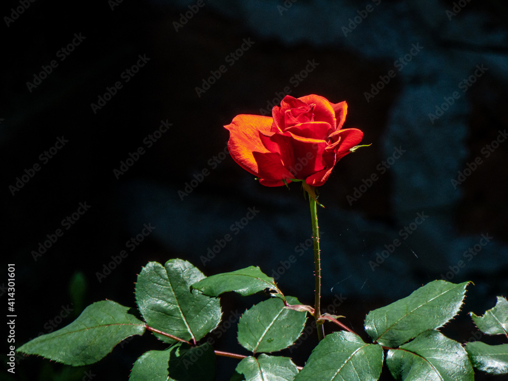 Fototapeta premium Rosa