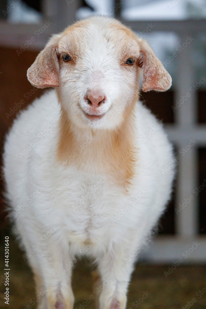 Obraz premium portrait of a goat