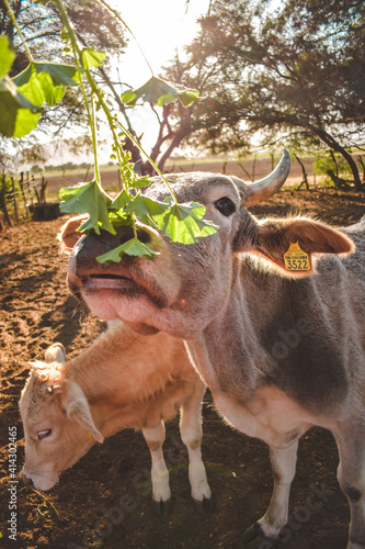 Vaca comiendo en rancho