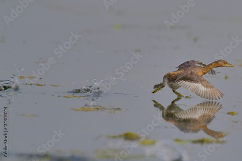 Little Grebe