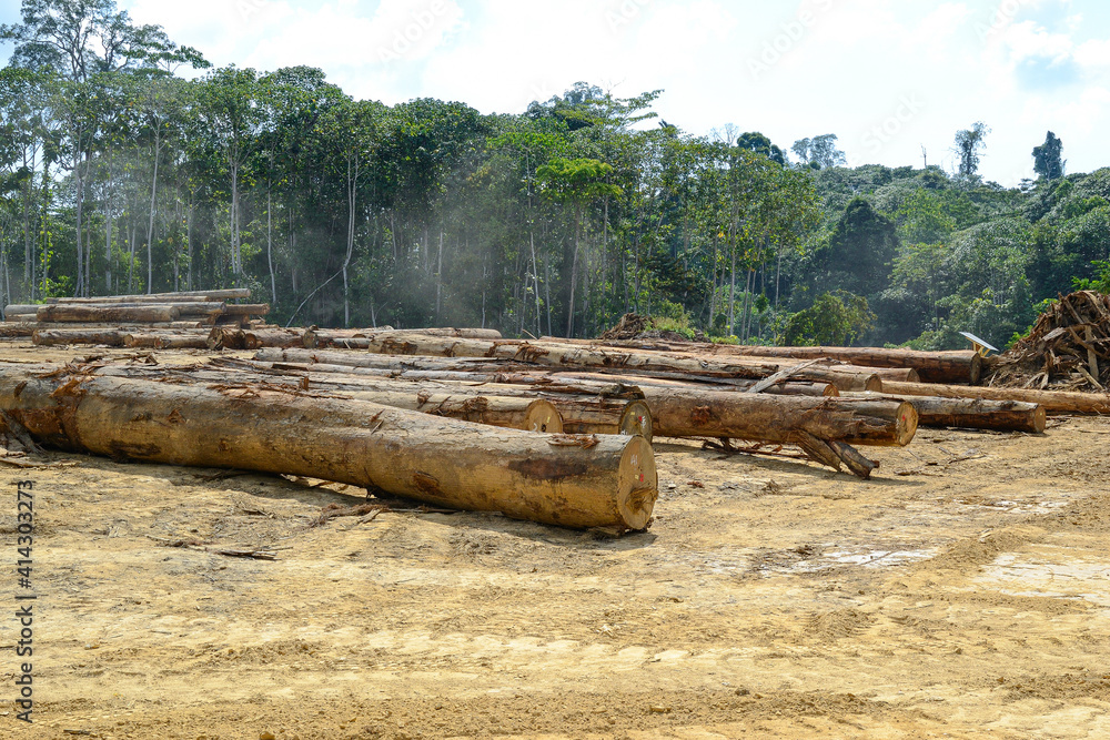 Timber business - deforestation 4 Timber business - deforestation 4