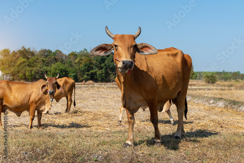 Close up portrait of cow in farm background. Cows standing on the ground with farm agriculture.