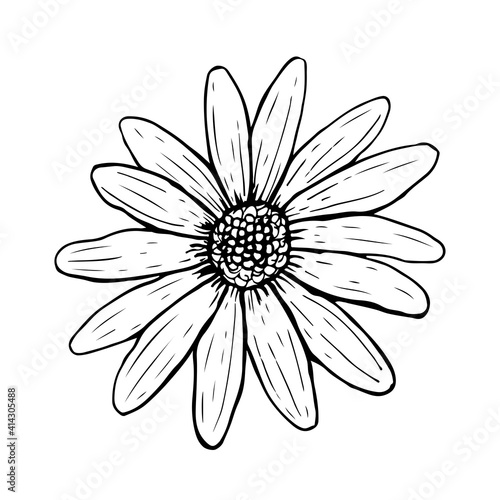 Doodle daisy flower isolated on white background. Sketch chamomile top view. Vector hand-drawn illustration in line art style. Perfect for your projects, cards, invitations, print, decor, logo.
