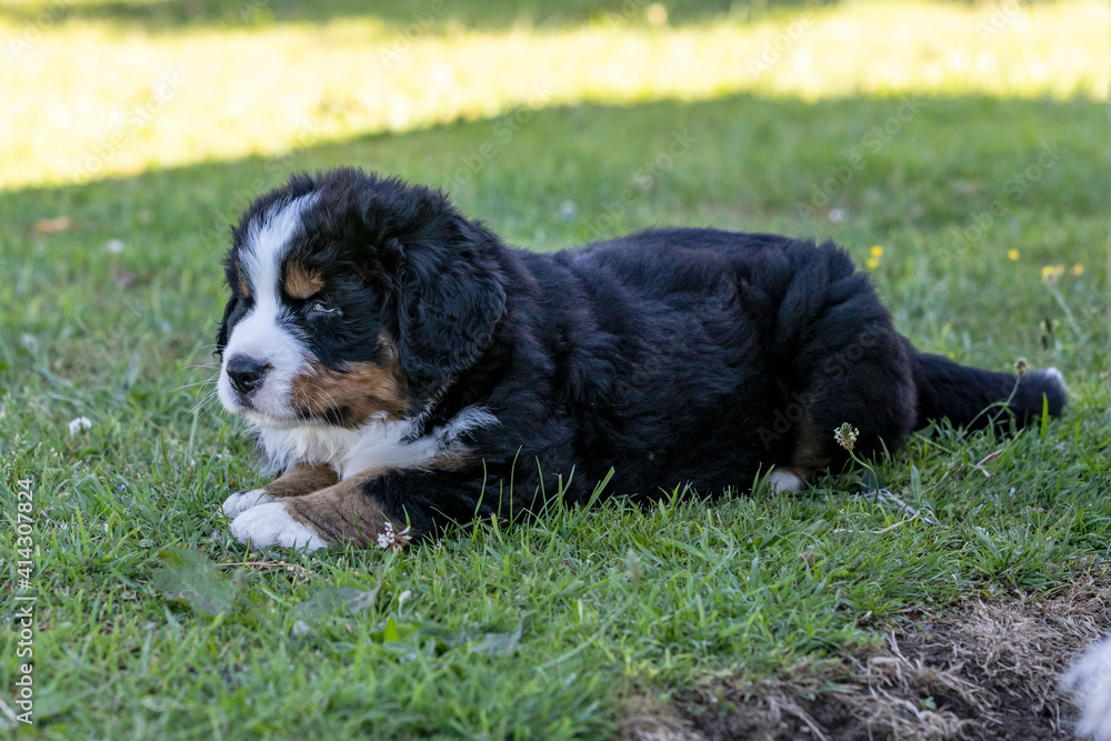Bernese Mountain Dog Pup laying in the shade