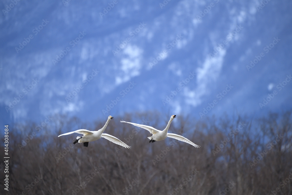 Fototapeta premium 白鳥 大空に羽ばたくコハクチョウ