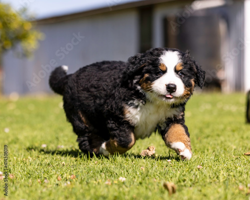 Bernese Mountain Dog Pup running in the grass