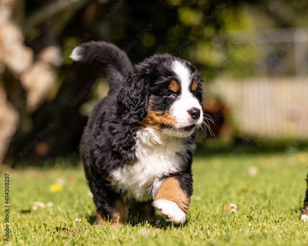 Bernese Mountain Dog Pup running in the grass