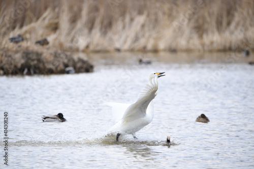 白鳥 大空に羽ばたくコハクチョウ