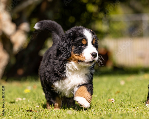 Bernese Mountain Dog Pup running in the grass © Penny
