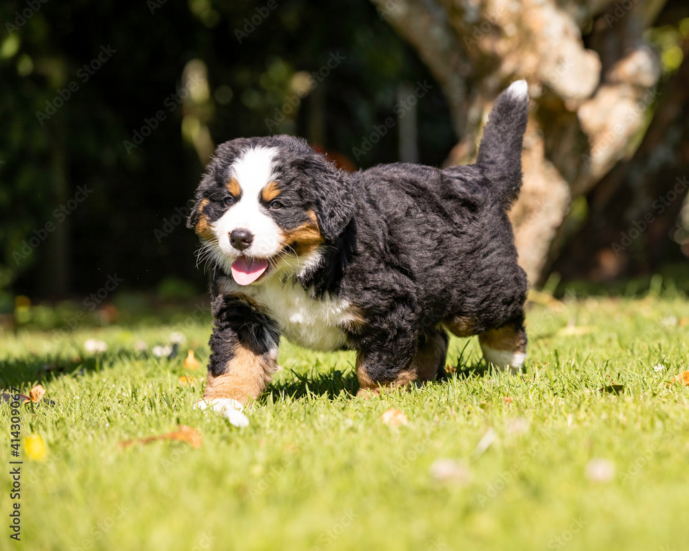 Bernese Mountain Dog Pup running in the grass