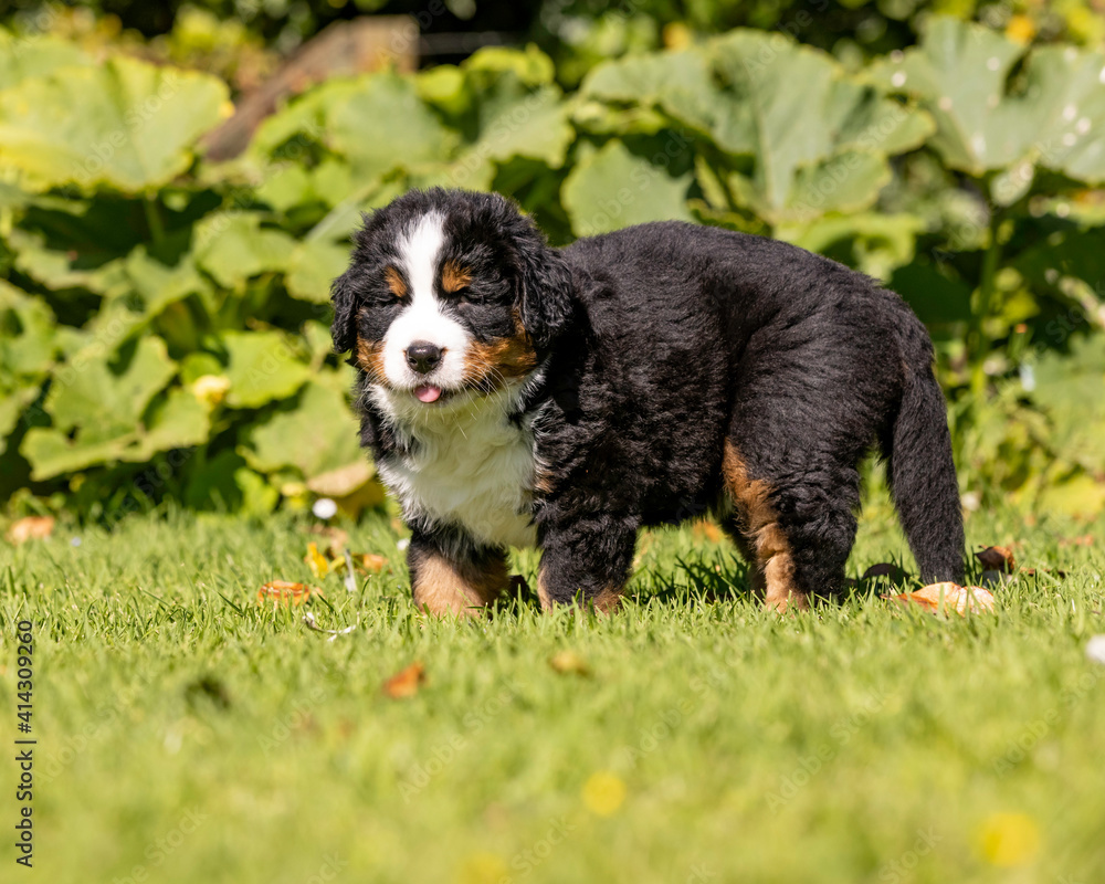Bernese Mountain Dog Pup standing in the grass