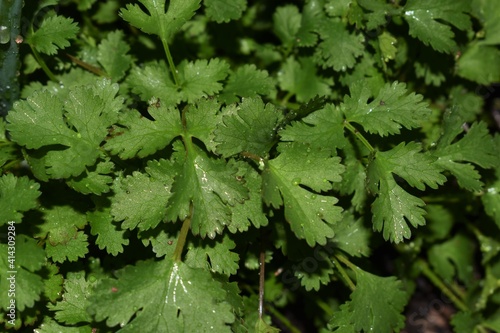 Coriander organic growing in the garden in India selective focus