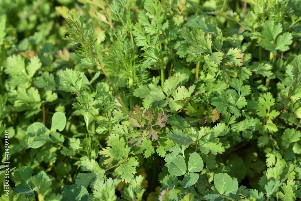 Coriander organic growing in the garden in India selective focus Coriander organic growing in the garden in India selective focus