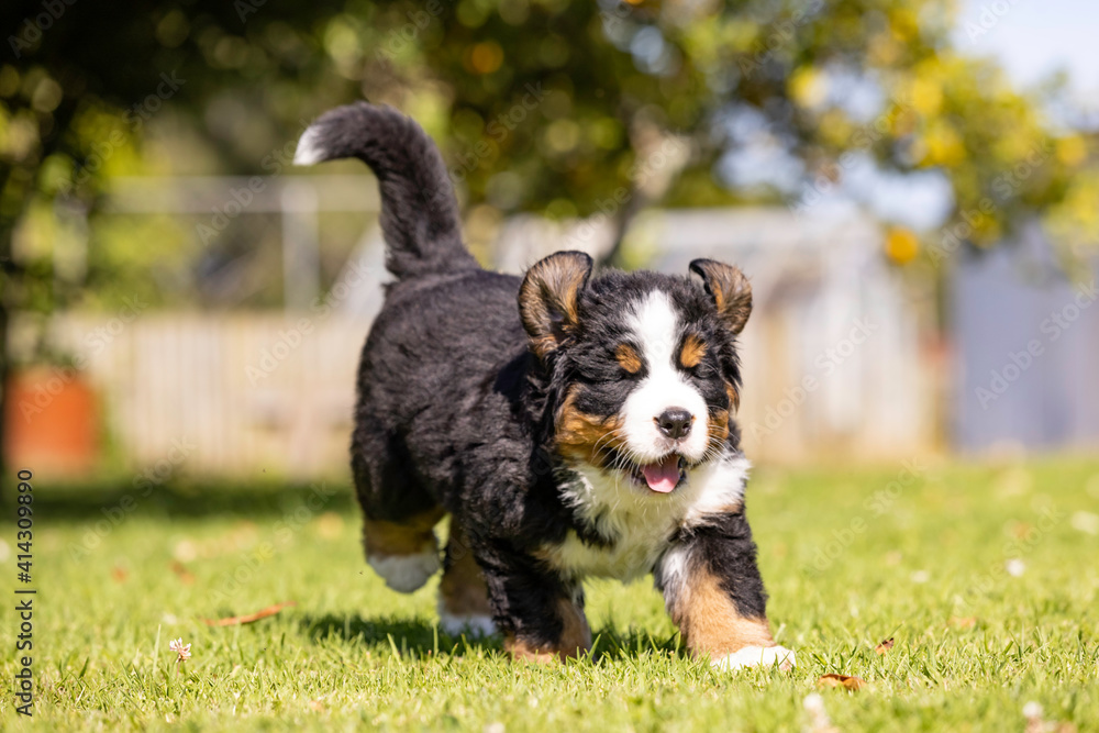 Bernese Mountain Dog Pup running in the grass Bernese Mountain Dog Pup running in the grass