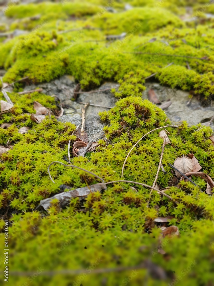 moss on the rock moss on the rock