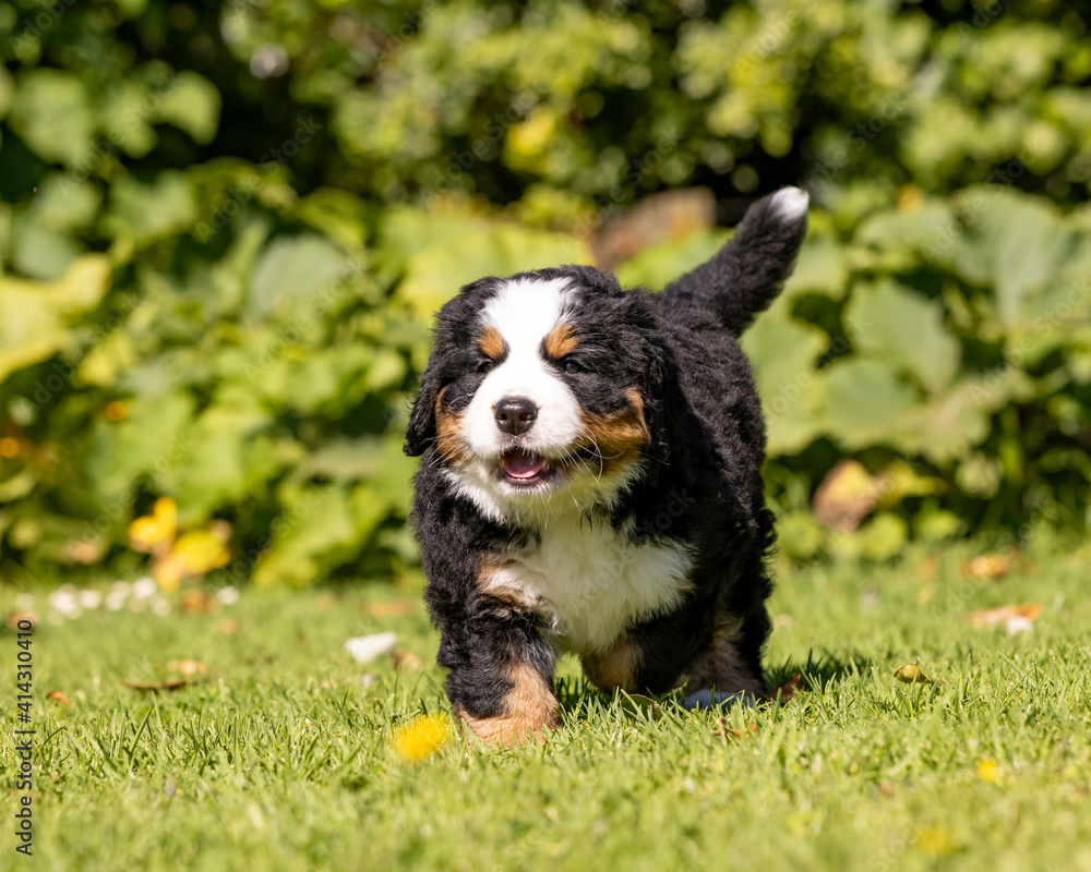 Fototapeta premium Bernese Mountain Dog Pup running in the grass