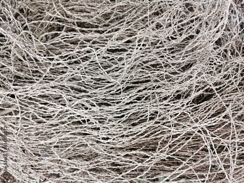 Full frame of vegetable roots strings Full frame of vegetable roots strings
