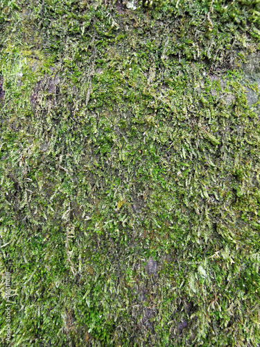 close view of green moss texture in nature