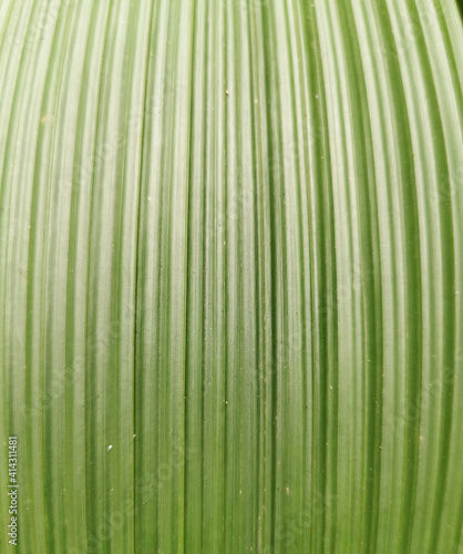 close view of green leaf lines texture