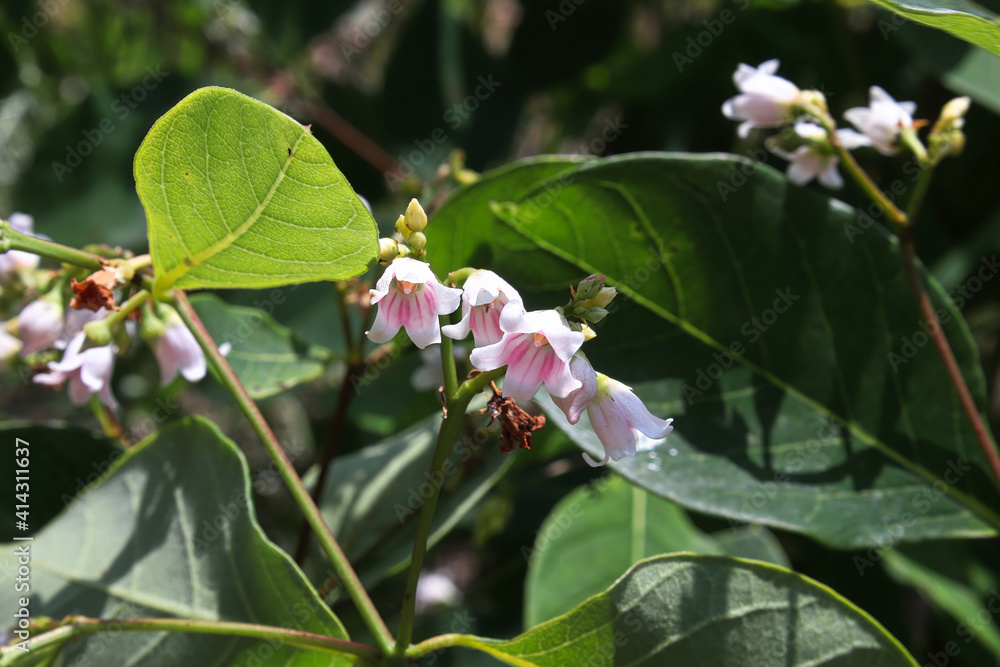 Obraz premium Tiny pink striped bell shaped flowers on a dogbane