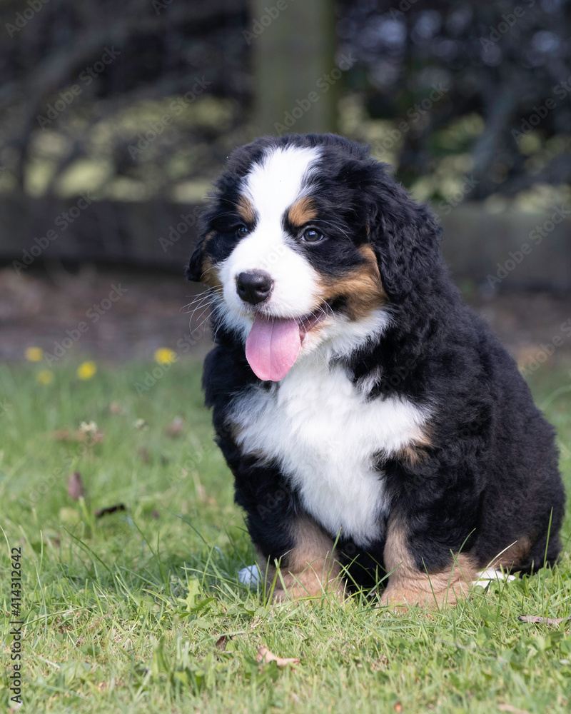 Fototapeta premium Bernese Mountain Dog Pup sitting in the grass