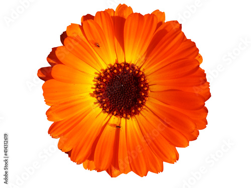 orange flower isolated on white