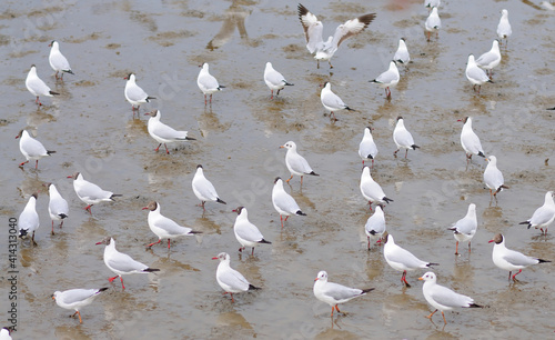 Gulls on Foot Searching for Food