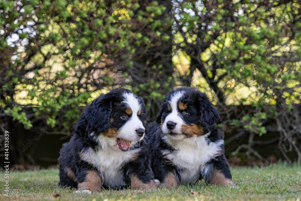 Bernese Mountain Dog Puppies looking at each other one with mouth open 