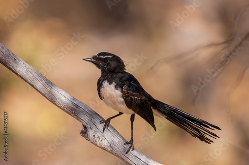 Valokuva A common Australasian black and white fantail bird known as a Willie Wagtail (Rhipidura leucophrys)