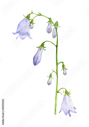 watercolor drawing Adenophora, ladybells flower photo