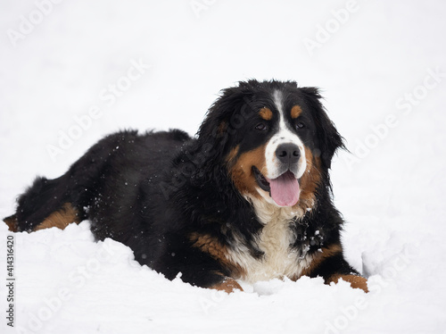 Bernese mountain dog puppy in the snow