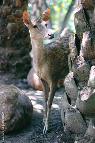 deer in the forest