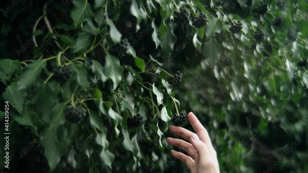 A woman's hand gently touches small black berries growing on a green bush. The farmer's hands are checking the plants. A woman's hand gently touches small black berries growing on a green bush. The farmer's hands are checking the plants.