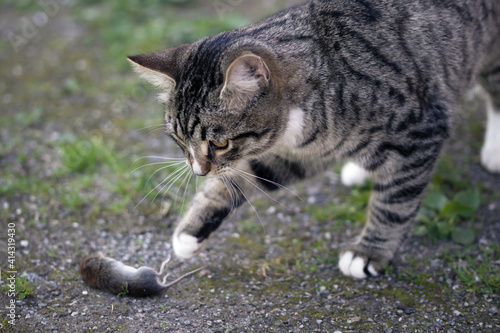 Gray striped young cat catches a mouse in the yard